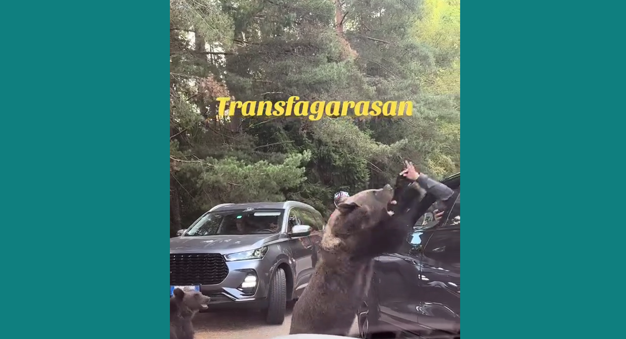 медведица на Transfăgărășan