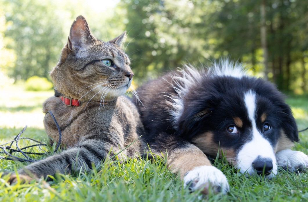 приложение UrgentPet