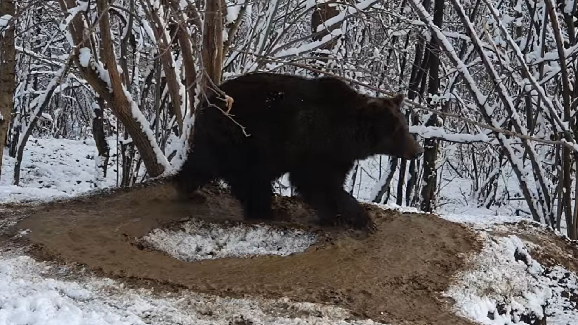 медведица Ина